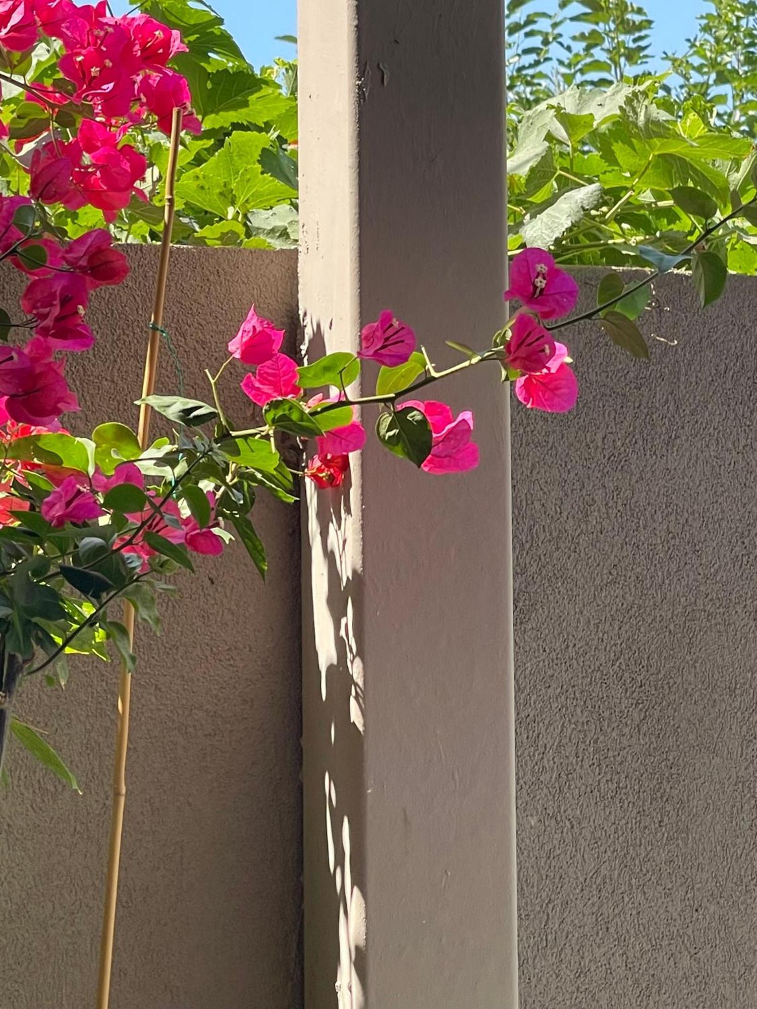 Lemon Tree *